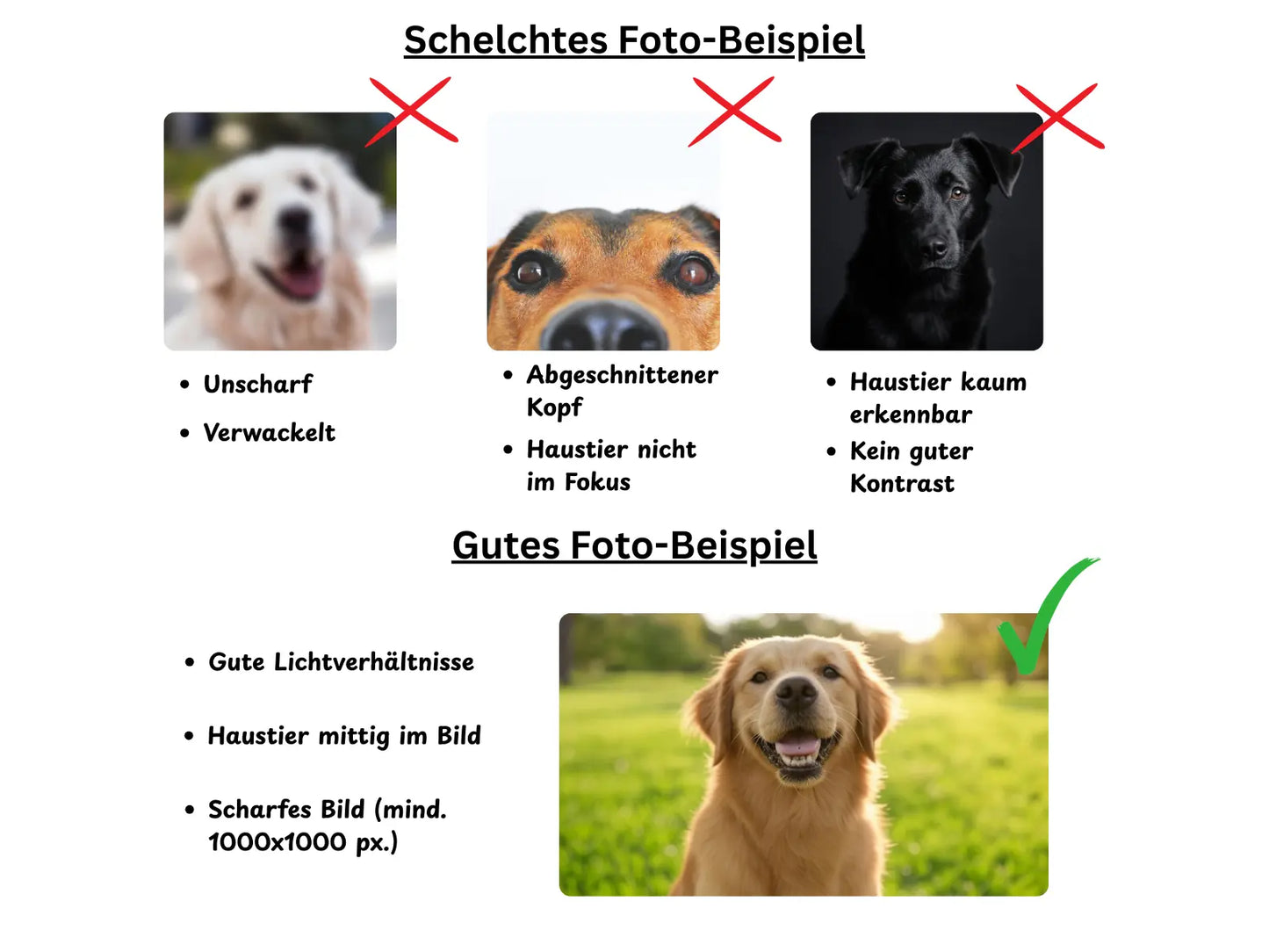 Fotoguide von DruckDeinTier. Lade das Perfekte Foto hoch