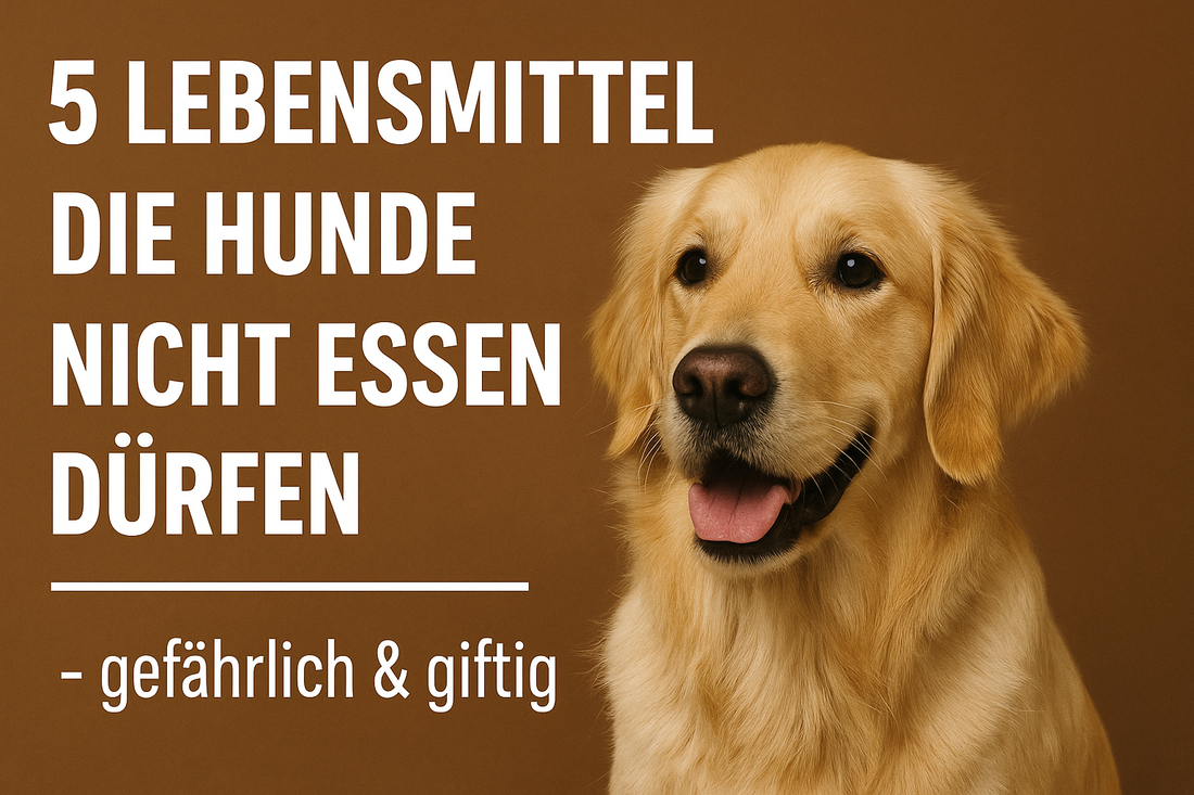 Coverbild mit goldenem Retriever auf braunem Hintergrund und weißem Text: 5 Lebensmittel, die Hunde nicht essen dürfen – gefährlich & giftig.